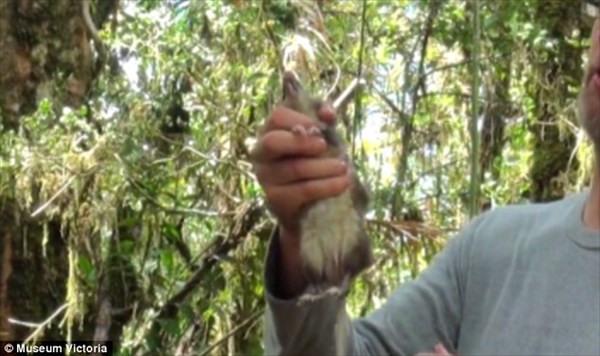 ネズミなのにブタ？　新種のネズミ「ブタバナトガリネズミ」インドネシアで発見