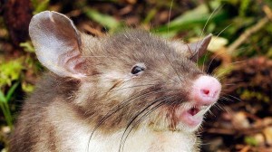ネズミなのにブタ？　新種のネズミ「ブタバナトガリネズミ」インドネシアで発見