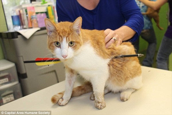 矢が体を貫通した猫が発見される！　手術は成功するも予断を許さない状態