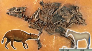 4800万年前のほぼ完全な馬の化石発見！　しかも子宮には胎児が入っている！