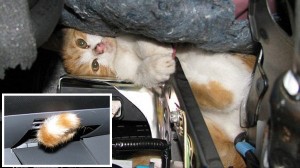 「ハマっちった…助けて」車のダッシュボードにはまった子猫　消防士により救出