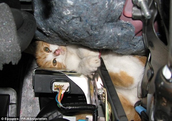 「ハマっちった…助けて」車のダッシュボードにはまった子猫　消防士により救出