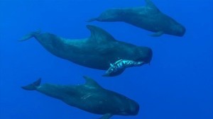 亡くなった子どもを悲しむように咥えて泳ぐ、コビレゴンドウクジラが目撃される