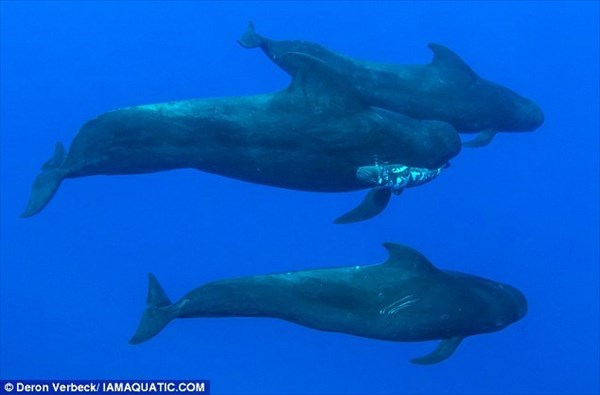 亡くなった子どもを悲しむように咥えて泳ぐ、コビレゴンドウクジラが目撃される