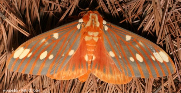 北米大陸最大の蛾の幼虫「ヒッコリー・ホーンド・デビル」を愛でる女性！
