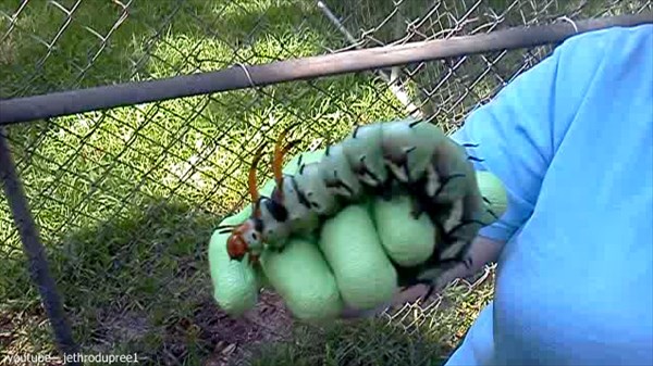北米大陸最大の蛾の幼虫「ヒッコリー・ホーンド・デビル」を愛でる女性！