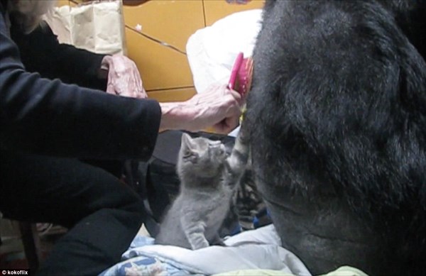 手話でコミュニケーションができるゴリラのココ　誕生日に子猫を家族にする！