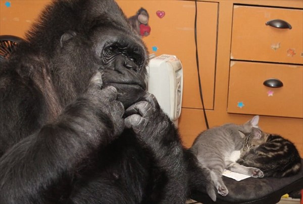 手話でコミュニケーションができるゴリラのココ　誕生日に子猫を家族にする！