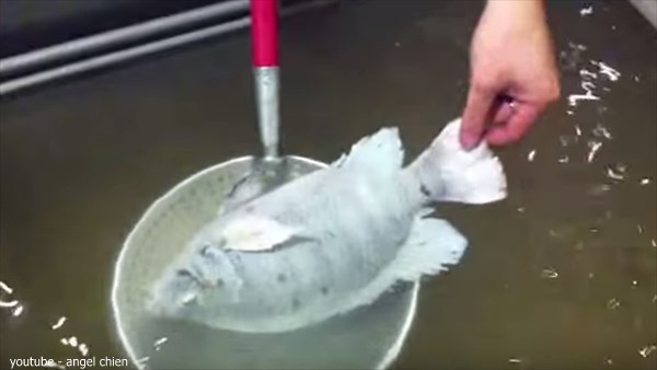 凍った魚が復活！ マイナス35度で冷凍されカチカチになった魚を生き返す！　