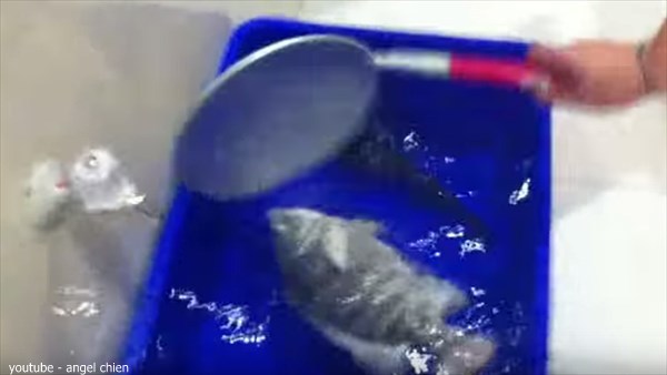 凍った魚が復活！ マイナス35度で冷凍されカチカチになった魚を生き返す！　