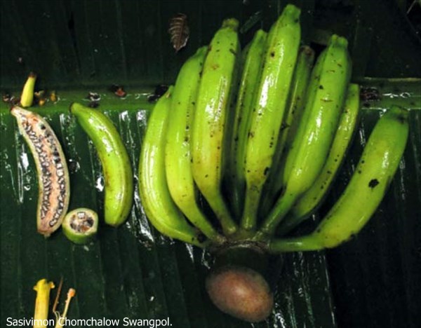 タイで新種の野生のバナナが発見される！　ちゃんとバナナだがやはり種だらけ