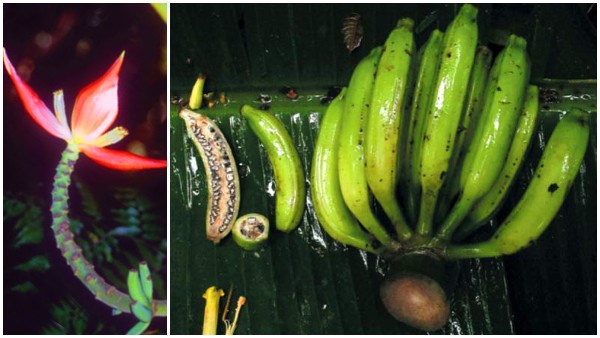 タイで新種の野生のバナナが発見される！　ちゃんとバナナだがやはり種だらけ