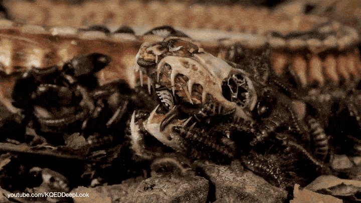虫がうじゃうじゃ！　標本作りで活躍するカツオブシムシによる生物分解！