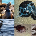 経済成長の影　環境汚染に苦しむ動物たちの画像15選！