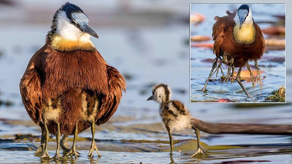 足がいっぱいある鳥？　実は、子どもを守るアフリカレンカクのイクメンパパ！