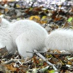 白変個体(アルビノでは無い)とみられる真っ白なリスがイギリスで発見される！