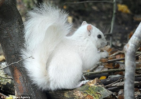 白変個体(アルビノでは無い)とみられる真っ白なリスがイギリスで発見される！