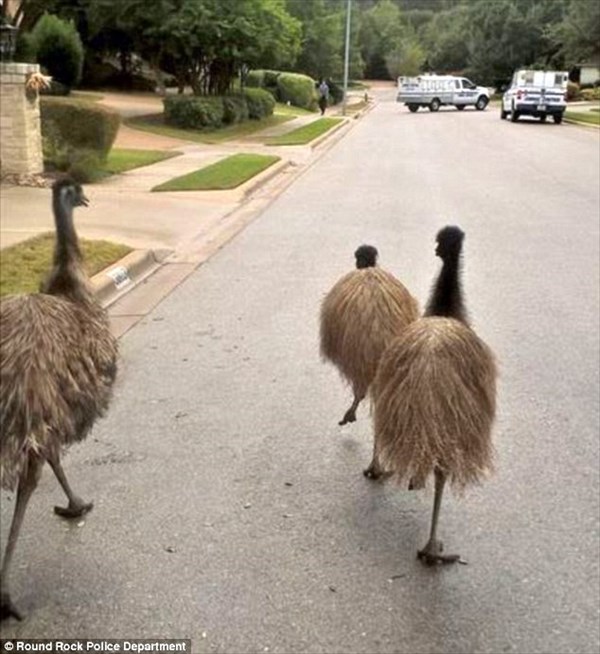 脱走エミュー4羽がテキサス州で大暴走！　警察は「奴らは非常に危険だ」と警告