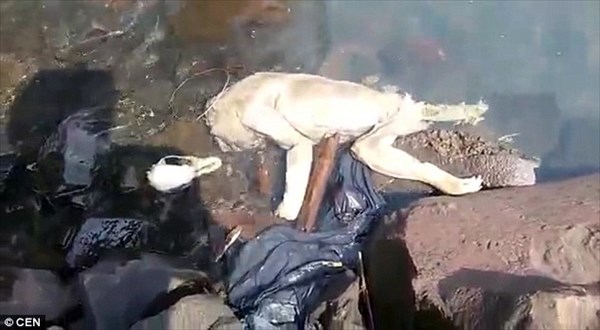 チュパカブラ発見か!?　パラグアイで謎の未確認生物らしき死骸が見つかる