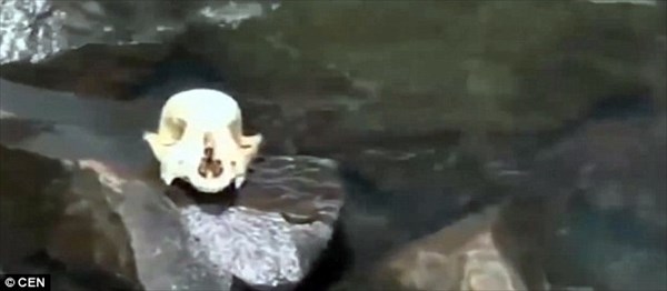 チュパカブラ発見か!?　パラグアイで謎の未確認生物らしき死骸が見つかる