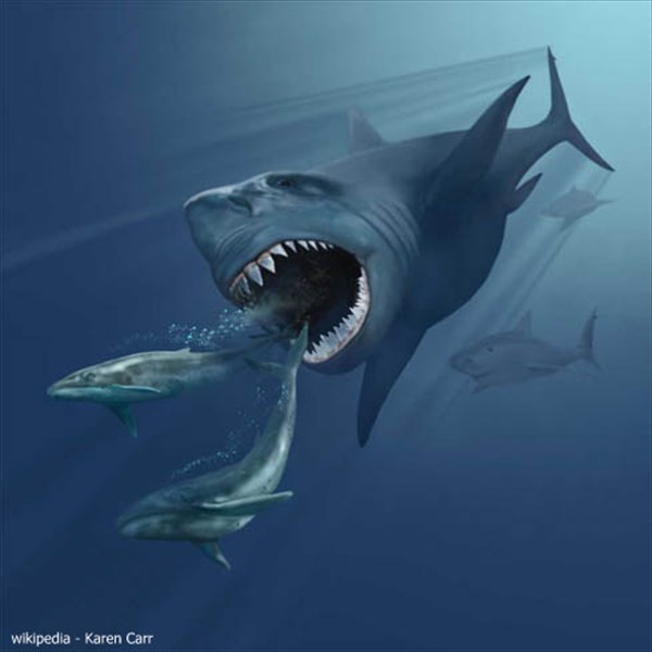 長さ15センチ！　アメリカのビーチで巨大ザメ「メガロドン」の歯が見つかる！