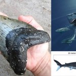 長さ15センチ！　アメリカのビーチで巨大ザメ「メガロドン」の歯が見つかる！