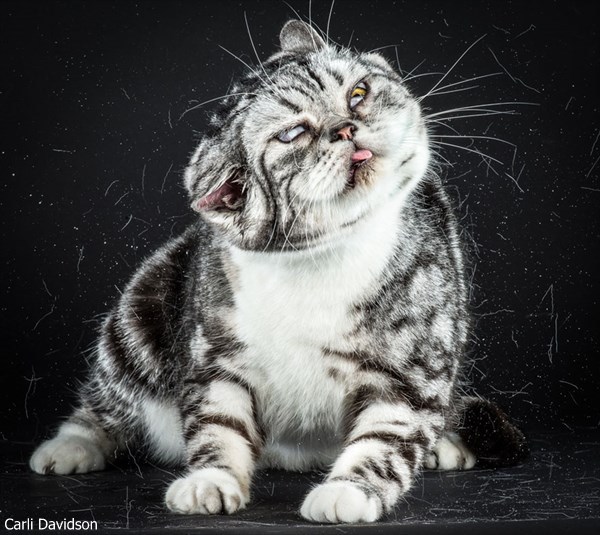 ブサかわいい!? 首を振る猫の写真だけ集めた本「シェイク・キャッツ」発売