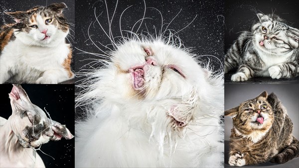 ブサかわいい!? 首を振る猫の写真だけ集めた本「シェイク・キャッツ」発売
