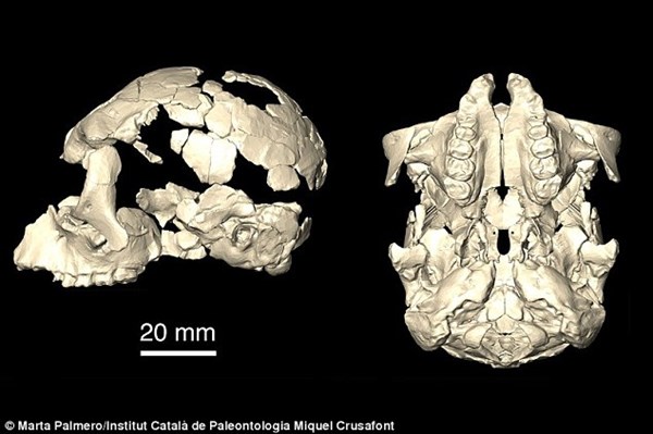 新たな人類の祖先が発見される！　1160万年前の化石で、全ての類人猿の祖先