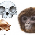 新たな人類の祖先が発見される！　1160万年前の化石で、全ての類人猿の祖先