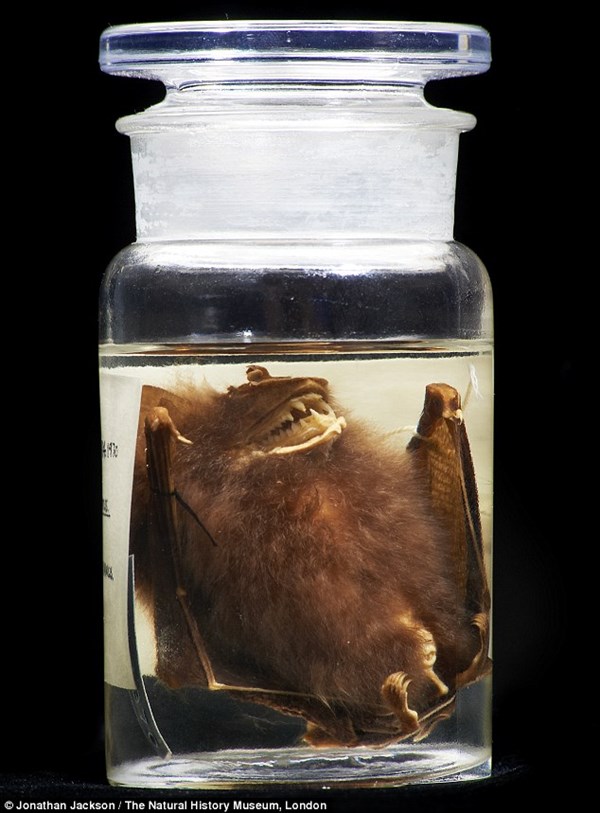 博物館に30年前から保管されていたビンの中から、新種のコウモリが見つかる！