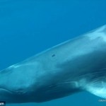 世界一珍しいクジラ「ツノシマクジラ」　史上初めて生きている映像が撮影される