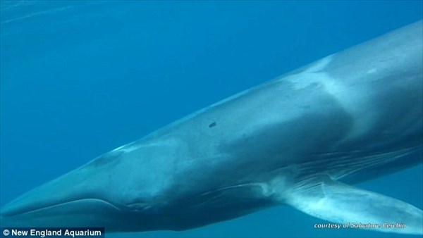 世界一珍しいクジラ「ツノシマクジラ」　史上初めて生きている映像が撮影される