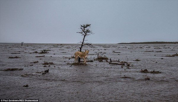 動物たちの楽園マサイマラ国立公園で洪水！？　豪雨によってサバンナが消える