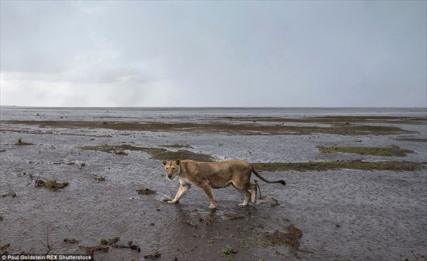 動物たちの楽園マサイマラ国立公園で洪水！？　豪雨によってサバンナが消える