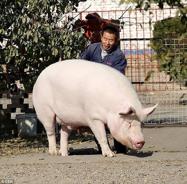 可愛くて食べれない！　家畜の豚に愛着がわき、巨大豚をペットにした中国人男性