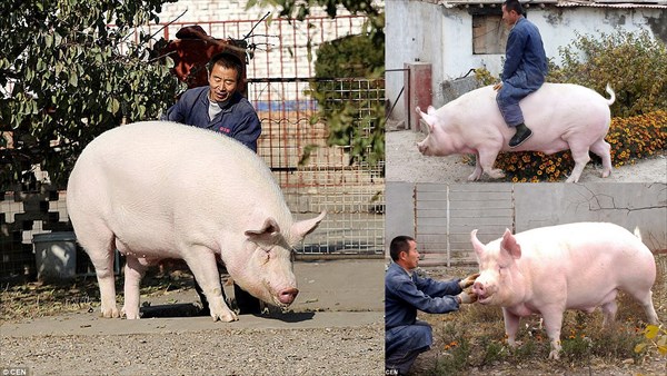可愛くて食べれない！　家畜の豚に愛着がわき、巨大豚をペットにした中国人男性