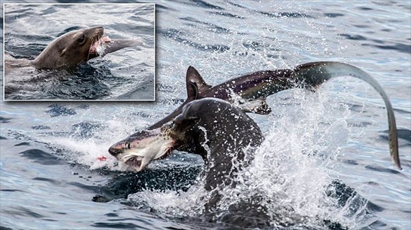 サメなんてただの魚だ！　サメを捕食するアシカが撮影される！