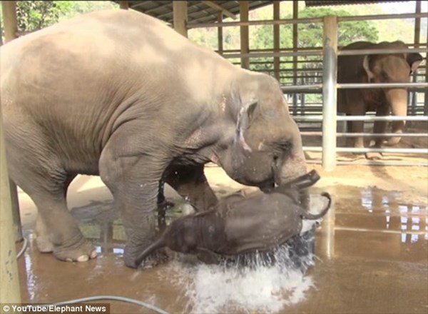 ヒャッホゥ！水だ！　水にテンションが上がる赤ちゃんゾウと、注意するお母さん