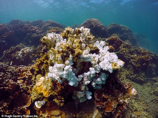 ハワイの科学者たちが、地球温暖化に耐える「スーパー・サンゴ」品種改良へ