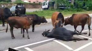 牛は仲間の死を悲しむ？　交通事故にあって負傷した牛を気遣う牛たち