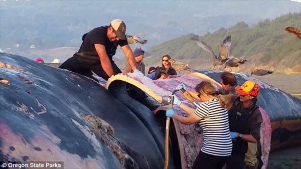 オレゴン州の海岸に100トンのシロナガスクジラ！　エルニーニョ現象が原因か