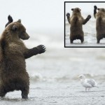ヘイ！ヘイ！ヘイッ！　カモメにダンスを披露する子熊と、完全に無視するカモメ