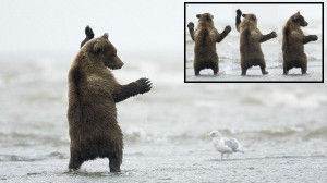 ヘイ！ヘイ！ヘイッ！　カモメにダンスを披露する子熊と、完全に無視するカモメ