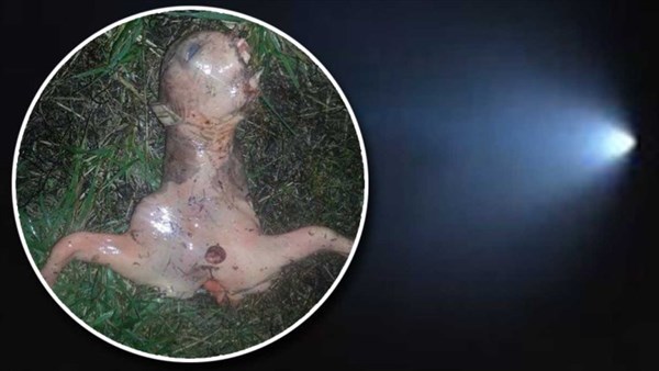 UFO目撃騒動の夜、カリフォルニア州で謎の生物発見　エイリアン？鹿の胎児？