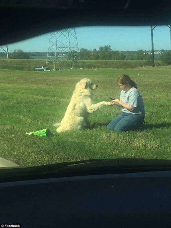交通事故で無くなった恋人の死を悲しむ犬　ボランティアによって保護される