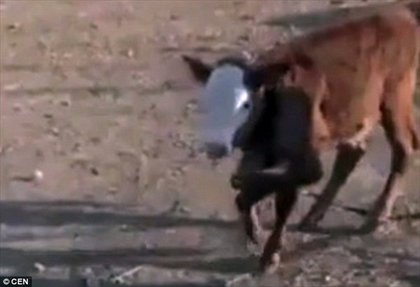 トルコで6本脚の牛が誕生！　常にお祈りポーズをしているとして地元の人気者に