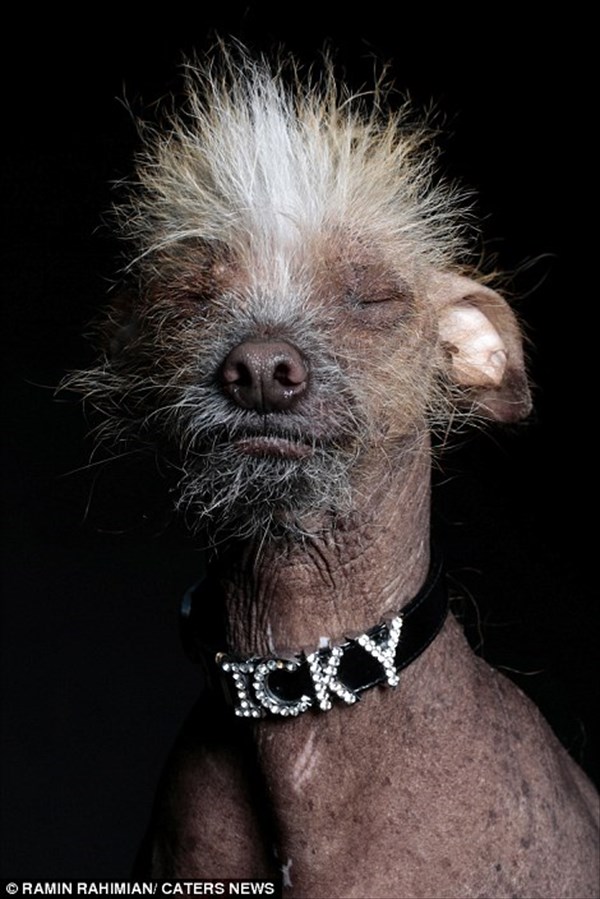 15年ブサイク犬チャンピオンも ブサイク犬と呼ばれる犬たちの肖像画 エニグム Enigme
