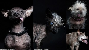 2015年ブサイク犬チャンピオンも！　ブサイク犬と呼ばれる犬たちの肖像画