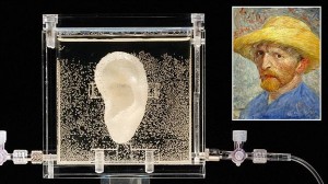 ゴッホの子孫のDNAから作ったゴッホの耳　ニューヨークのギャラリーで展示へ
